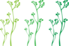 Plant Stems Clip Art